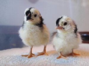 Zwei Chabo Küken. Das linke langbeinig, das rechte kurzbeinig.